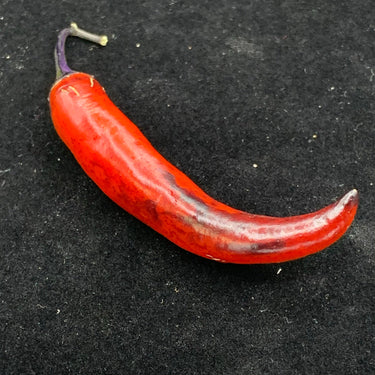 Purple Tiger x Jalapeno - Seeds - The Pepper Pantry (Formerly Marie Sharp's)